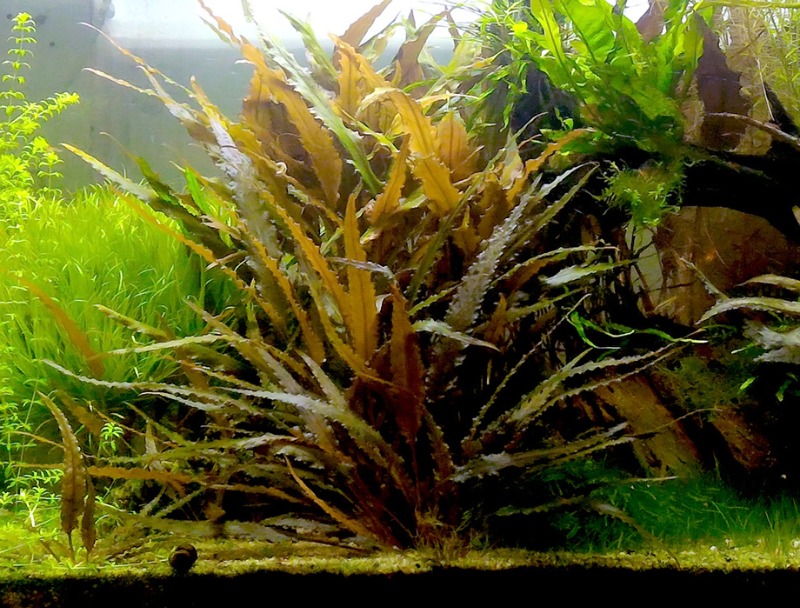 Cryptocoryne